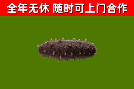 安阳烟酒回收干海参.jpg